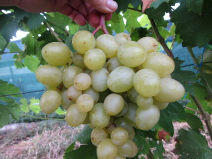 Саженцы винограда: Бонус - Л.В.Авина